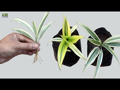 Dracaena Reflexa or Song of India Propagation from Cuttings