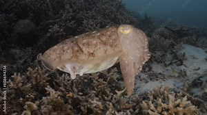 Sepia, cuttlefish on a tropical coral reef changing color and texture to camouflage and blend with the environment