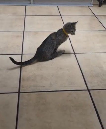 URGENT: 3-Month-Old Kitten W/ Congenital Deformity Fighting To Eliminate On Her Own… [STORY BELOW]