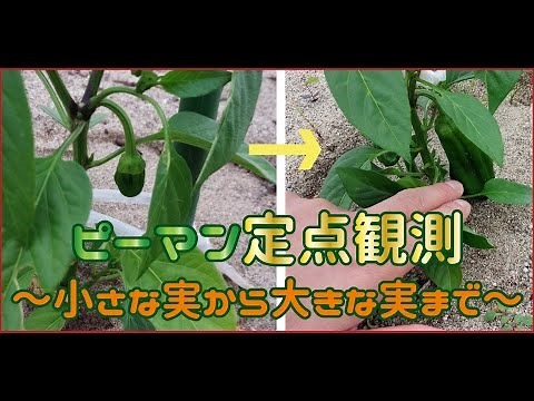 野菜の成長：ピーマン栽培♪【定点観測～実が大きくなるまで～】