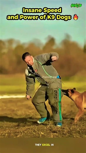 Training dog k9 #trending #puppy #gsds #malinois
