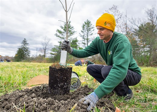 Cornell collects rare ash tree cuttings in race against invasive beetle