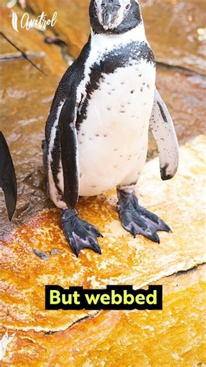 Are Webbed feet Weird?
