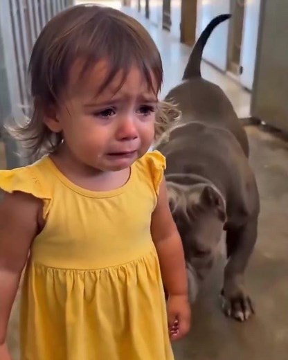 Staffy COMFORTS Crying Girl… Instantly Knows What To Do