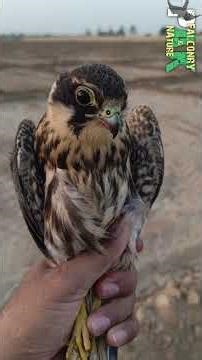 Releasing the Hobby Falcon | Freedom in Flight | 2025