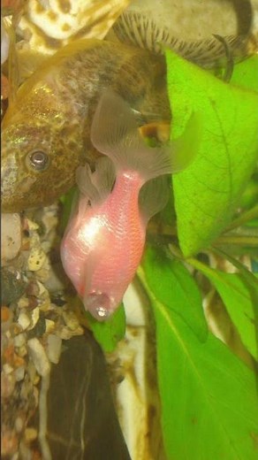 Dream Aquarium The Ultimate Guide to Stunning POISSON Setup 5