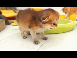 Cute Kitten Meowing Sounds 🐾 Best Baby Kitten Noises for Stress Relief