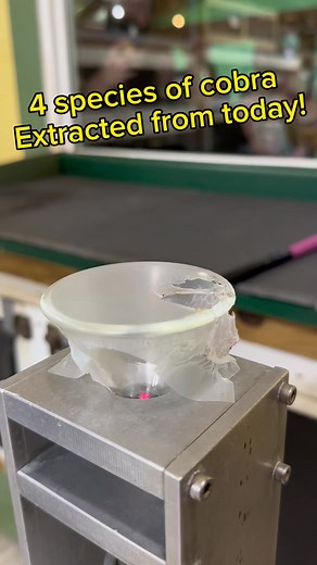 Venom extractions from 4 species of #cobra today! Watch the video to see which ones. #naja #powellcountytourism #venomislife #venomoussnake #reptiles #reptilezoo #redrivergorge #herpetology #snake #reptile #kyreptilezoo #snakes #sladeky #naja | Kentucky Reptile Zoo