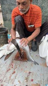Amazing big Boyal Fish Cutting Skills in Ghazipur Mandi Delhi #shortvideo #fish #rrrm