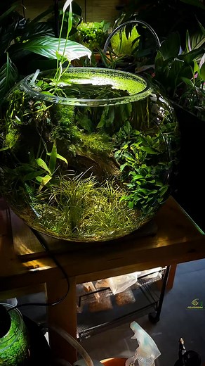 Nano bowl tanks 🐠🌱 AquaDream 🐠🌱 Dịch vụ thiết kế, lắp đặt và bảo trì hồ cá tại Hà Nội, Việt Nam. Aquarium design, installation and maintenance services in Hanoi, Vietnam 🐠🌱 📍 Address 10C12569 Lạc Long Quân, Xu | Nature Documentary