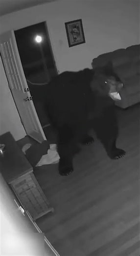 Bear Caught on Camera Inside the House! 😱🐻 | CCTV Footage