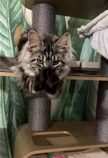 Me lo como 🥰♥️ #Mainecoon #cats #gatos #mainecoonkitten #cute