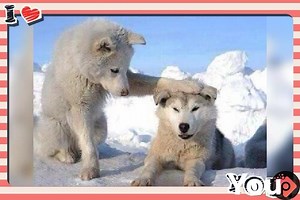 Little baby wolves cute 🌷🐺💜 | Beautiful Pictures Of Wolves