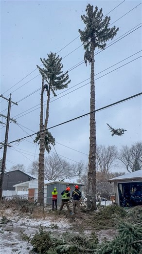 59 reactions · 7 comments | Two massive spruce trees towering over 60 ft — and packed with power and cable lines ⚡️ This one needed skill, focus, and teamwork. First day of snow made this tricky job even more interesting ❄️ Our crew tackled it with two climbers working at the same time and wrapped it all up in just 5 hours, including full cleanup. ⚡️ #TreeRemoval #AlbertaArborist #TreeWork #yegarborists #edmontonsmallbusiness | Neighbours Tree Company Ltd. | Facebook