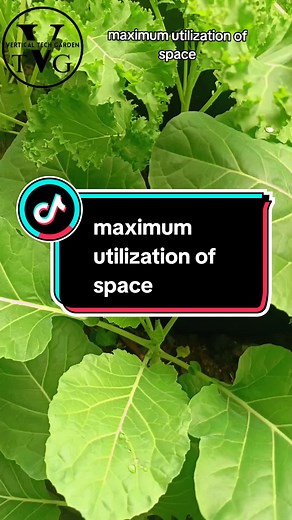 maximum utilization of space with Vertical garden #creatorsearchinsights #CapCut #fypシ #foryou #fyp #trending #viral #viralvideo #tiktokchallenge #gardenproject #farming #urbanfarming #gardenhack #agriculture