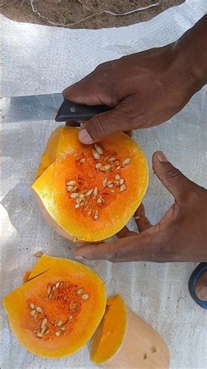 Planting Butternut Squash 🎃🌱 | Off-Grid Farming Life