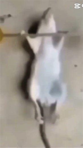 Mickey Mouse workout