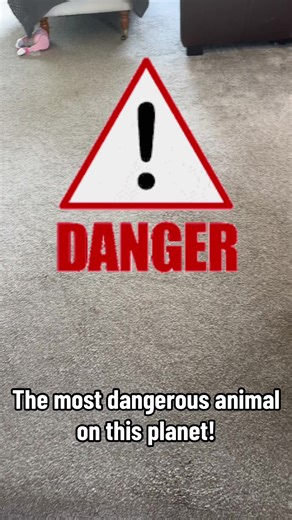 The most dangerous animal on this planet… 🐶 Meet Belle: defender of gardens, destroyer of slippers, and licker of faces. #funnypets #pettok #animaltok #petlife #viralpets #pethumour #cuteanimals #petsoftiktok #cockapoo #fluffybutfierce #crittercrew #fyp