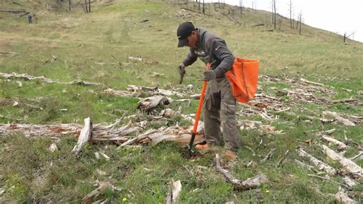 Crews begin planting 6,500 trees on wildfire-ridden land near Hardin
