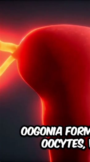 “Gametogenesis Explained in 1 Minute | Easy Animation for Class 12 Biology