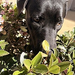 San Diego, CA - Labrador Retriever/Cane Corso. Meet Fluttershy a Pet for Adoption - AdoptaPet.com