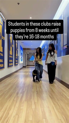 Start a college puppy raising club! | Canine Companions #shorts #puppy #puppies #servicedog