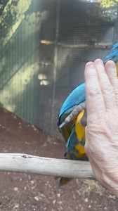 Trying to clean aviaries with a feathered helper.. is never going to work.. stops for play, training, another piece of nut.. us every 20 seconds.. taking forever Abb.. go away for 5 minutes for goodness sake! 🤣🤣🤣💖 She is a bit hard to resist!💖💖 | Macaws And More