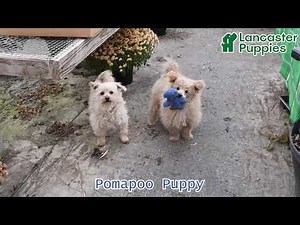 Fluffy Pomapoo Puppy