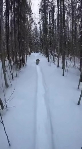Footsteps crunch softly on a snow trail until a lynx silently steps into view. It just stands there, staring down the path with those cold, yellow eyes. Then, out of nowhere, it bounds straight toward the lens and vanishes into the trees. The breathing on the mic spikes instantly. #lynx #winter #wildlife #snow #shorts | Wild Animal Encounters