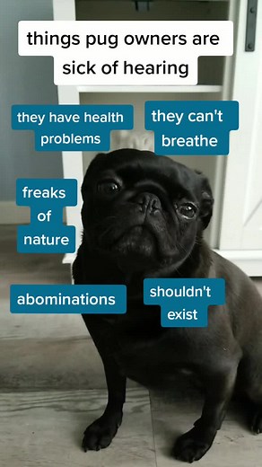 Three Black Pugs on TikTok
