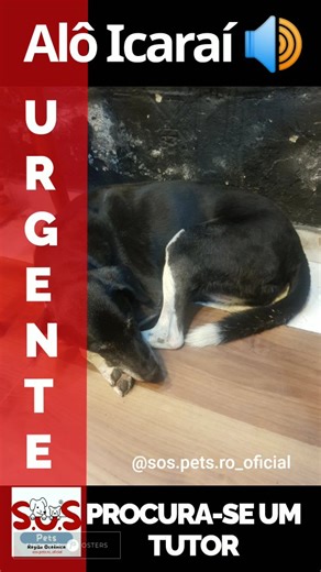 SOS Pets R.O. 🐾💙 on Instagram: "Ontem este doguinho apareceu em um pub na Gaviao Peixoto. Está bem velhinho! Hoje foi avistado, deitadinho na pracinha da Praia de Icaraí. Super dócil e andando atrás de quem dá atenção pra ele. Alguém consegue resgatá-lo e dar lar temporário pra ele? Está circulando por Icaraí desde ontem." Se puderem ajudar, ficaremos gratos 🙌 Bora compartilhar 🐕 @sos.pets.ro_oficial essa missão é de todos nós 🐾💙"