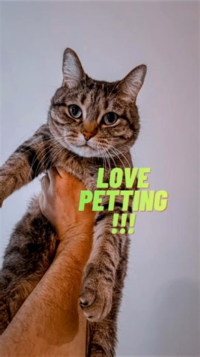 Why Cats Love Being Petted ?