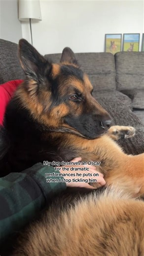 Dramatic German Shepherd Performance You Must See