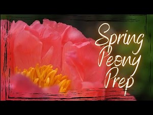 Easy Spring Peony Pruning and Prep Video Tutorial • Growing Home Gardening