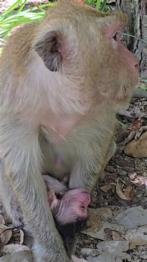 The most beautiful and adorable baby monkey in the world.( #monkey ) ( #8 ).