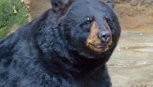 Woman Hospitalized After Bear Attack At New Mexico Ski Resort (Broken Bones, Collapsed Lung, Bite Marks)