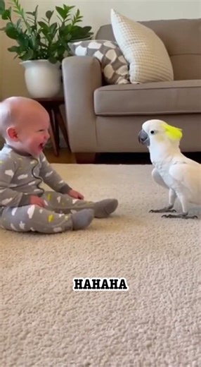Dancing Cockatoo Makes Baby Laugh Hysterically 😂🦜👶 | Cutest Moment Ever