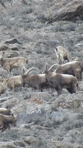 Unexpected Wildlife Moment – Big Trophy Ibex Appears!