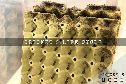 Cricket's Life Cycle - Crickets Mode