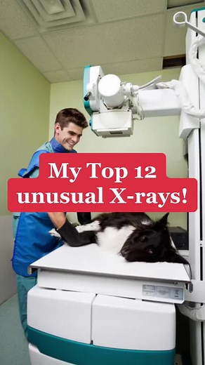Top 12 unusual X-rays i had! What are the most shocking things you've found in Xrays? 1. German Shepherd with 1.3Kg of stones ingested 2. Beautiful bladder calculi in snowflake shape 3. Earphones found in the stomach 4. Syndrome dilatation-torsion de l'estomac SDTE 5. Diaphragmatic hernia in a cat 6. Electric cable piece found in cats' stomach 7. Cat shot in the face and still alive 8. Urethral massive stone formation in a chihuahua 9. Back fracture 10. Jaw fracture 11. Crushed foot 12. Hip dysp
