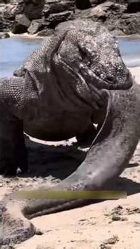 इलेक्ट्रिक ईल को निगलते कोमोडो ड्रैगन के साथ हुआ बडा हादसा। | Komodo Dragon Vs Electric Eel. #shorts