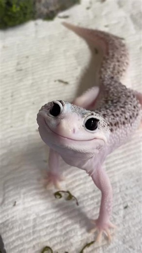 May I interrupt your scrolling with this brief but important message? … Enzo. That is the message. That is all. P.S. check out my newest YT vid to see my new lizards and come with me to the @narbc_reptileexpos reptile expo! I also look at some gorrrrrgeous geckos from @pangeareptile 😍🦎 (use CATALEAH10 for everything on pangeareptile! 👀) #gecko #pet #animals #cute