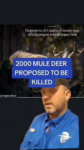 Catalina Island Mule Deer, Mule Deer Hunting #hunting #Muledeer #California #catalina #deerhunting #jamesbigleyranches #funny