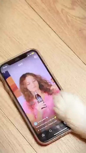 Skateboarding Dog on TikTok