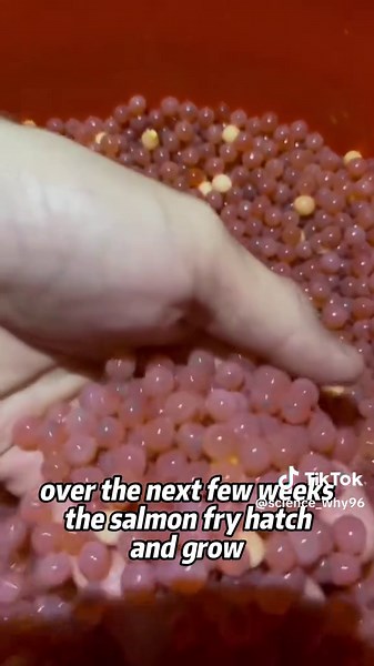 Aquaculture Insights: Sustainable Fish Farming Techniques