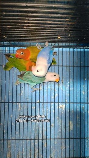 Birds For Sale