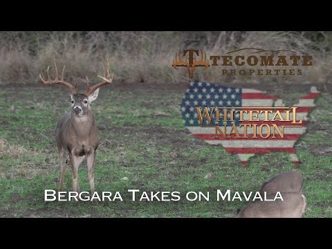 Bergara Takes on Mavala for Big Bucks