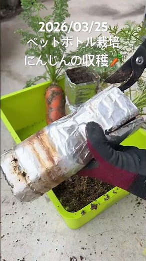 ペットボトル栽培のにんじんを収穫🥕Harvesting carrots in a bottle. #家庭菜園 #にんじん #収穫 #gardening #家庭菜園初心者 #水耕栽培