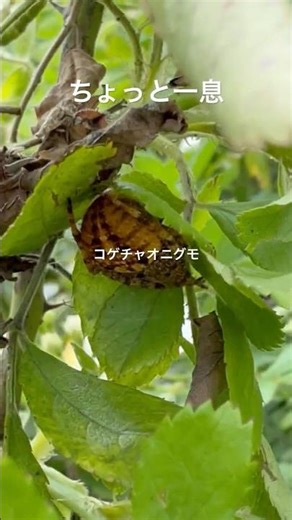 昼間は葉の間に隠れているコゲチャオニグモ❤️ #コゲチャオニグモ #shorts