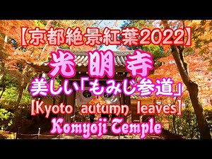 4K【京都絶景紅葉2022】光明寺：美しい「もみじ参道」 Komyoji Temple in Kyoto, Japan